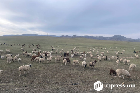 ХАА-н биржээс “Амьд малын төвлөрсөн арилжаа“-г зохион байгуулна