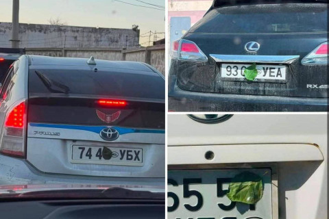 Дугаараа навчаар далдалдаг мода дэлгэрэв