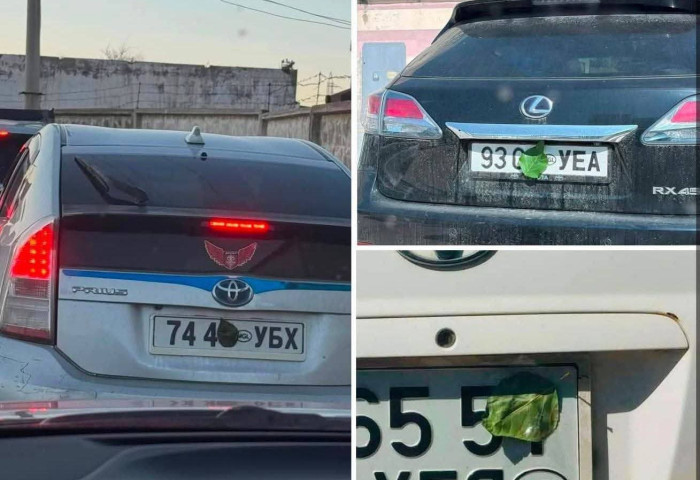 Дугаараа навчаар далдалдаг мода дэлгэрэв