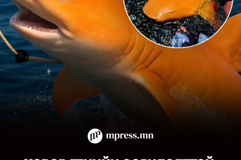 Ховор генийн өөрчлөлттэй, тод улбар шар арьстай аварга акул илэрчээ
