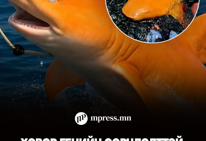 Ховор генийн өөрчлөлттэй, тод улбар шар арьстай аварга акул илэрчээ