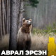 Аврал эрсэн хүрэн баавгай