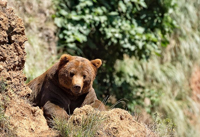 Нийслэлд орж ирсэн баавгайг эрэн хайж байна
