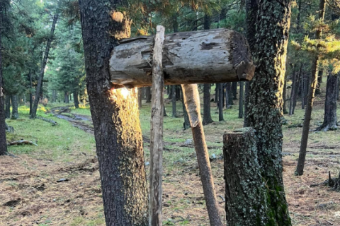 Богдхан ууланд зөвшөөрөлгүй самар түүж байсан 200 гаруй иргэнийг буулгажээ