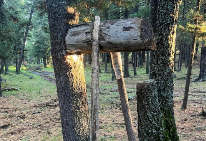 Богдхан ууланд зөвшөөрөлгүй самар түүж байсан 200 гаруй иргэнийг буулгажээ