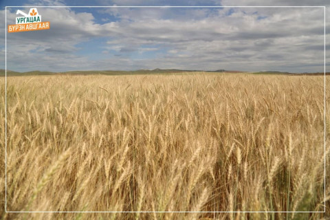 Улаанбуудайн хэрэгцээг дотооддоо бүрэн хангах боломжтой боллоо