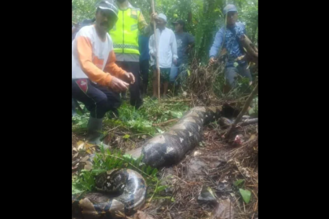 Индонезид нэгэн эмэгтэйг аварга могой залгижээ