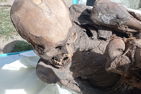 Хүргэлтийн ажилтны цүнхнээс 800 жилийн настай мумми олджээ