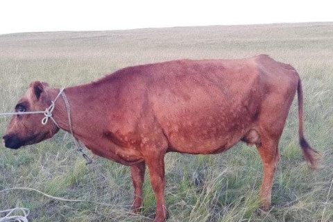 Малын гоц халдварт арьс товруутах өвчин бүртгэгдлээ