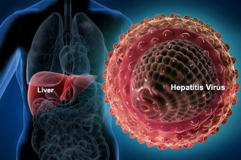 В, С вируст гепатитын тархалтыг зогсоосныг баталгаажуулах үнэлгээг зохион байгуулна