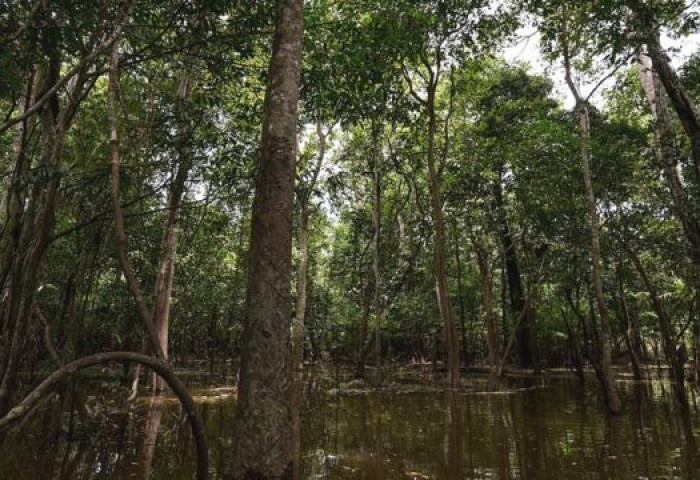 Амазоны ширэнгэн ойд 28 хоног төөрсөн 6, 8 настай хүүхдүүдийг олжээ