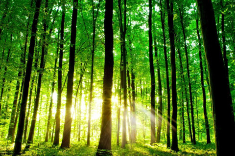 Өнөөдөр “Олон улсын ойн өдөр“ тохиож байна