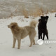 Эзэнгүй нохой, муурын тооллого хийнэ