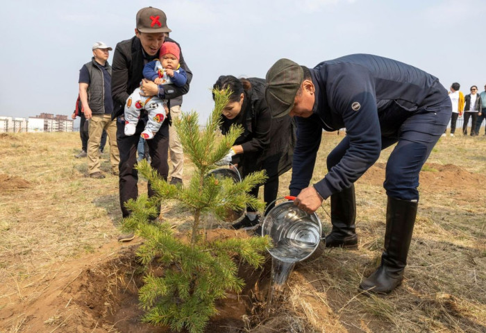 ТЭРБУМ МОД: Дархан-Уул аймаг 105 мянган мод тариад байна