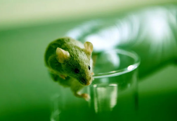 Эрдэмтэд лабораторийн хулганы насыг уртасгаж чадлаа