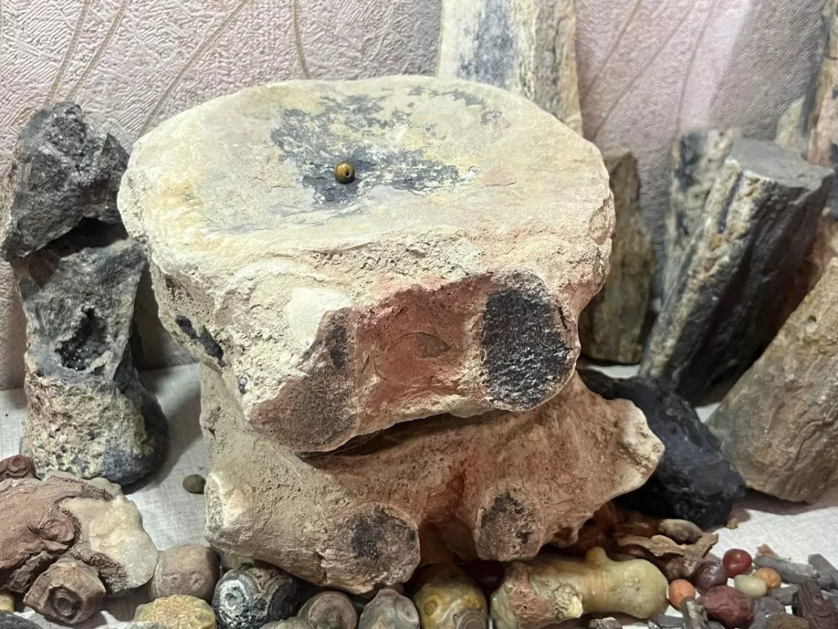 Үлэг гүрвэлийн чулуужсан өндөг, ясыг худалдахаар бэлтгэж байжээ