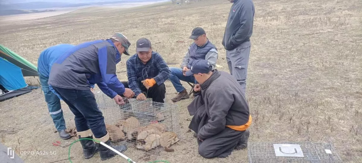Хөвсгөл аймгийн Жаргалант суманд тарвага сэргээн нутагшуулжээ