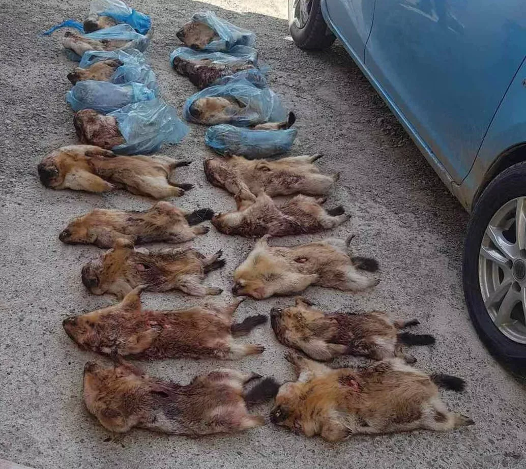 Гүнтийн хяналтын цэгээр нэвтрүүлэх гэж байсан 20 ширхэг тарвагыг илрүүлжээ