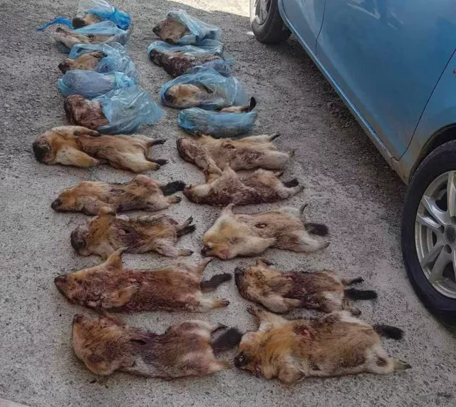 Гүнтийн хяналтын цэгээр нэвтрүүлэх гэж байсан 20 ширхэг тарвагыг илрүүлжээ