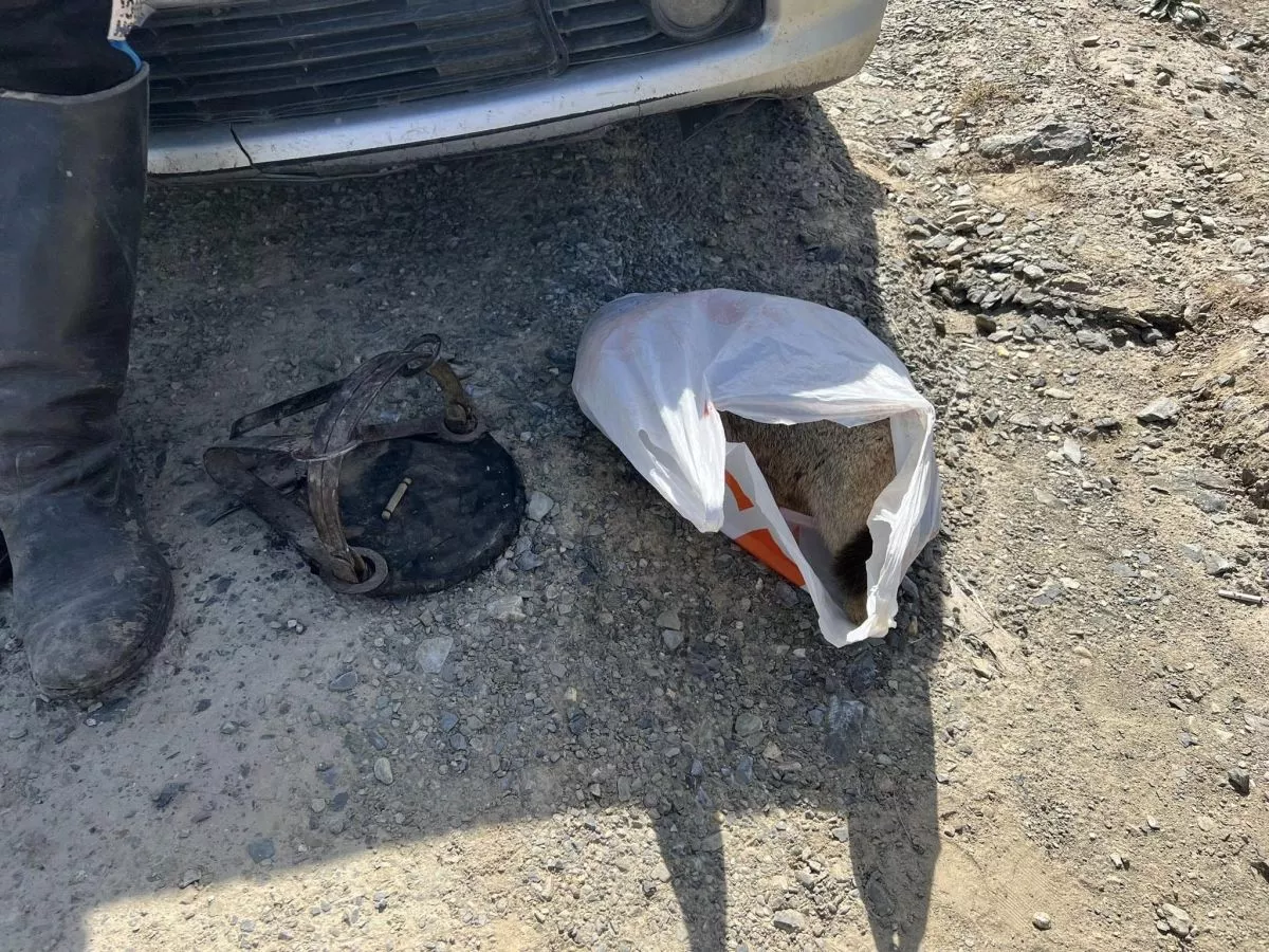 Богдхан ууланд урхи тавьж тарвага агнасан иргэнийг саатуулжээ