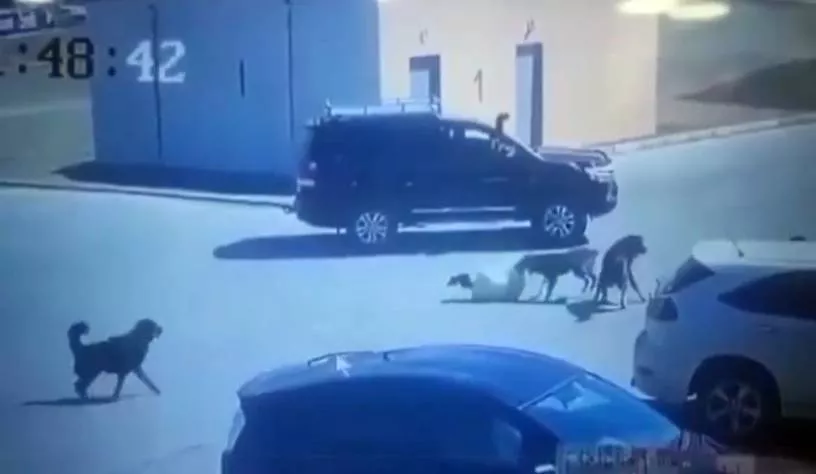 Туслалгүй явсан жолооч болон нохойны эздэд эрүүгийн хариуцлага хүлээлгэнэ