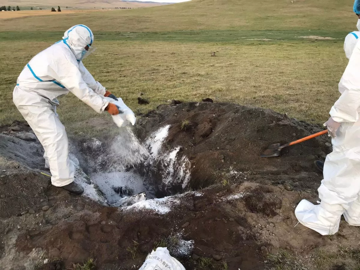 Дундговь аймагт малын галзуу өвчин гарчээ