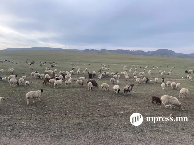 ХАА-н биржээс “Амьд малын төвлөрсөн арилжаа“-г зохион байгуулна
