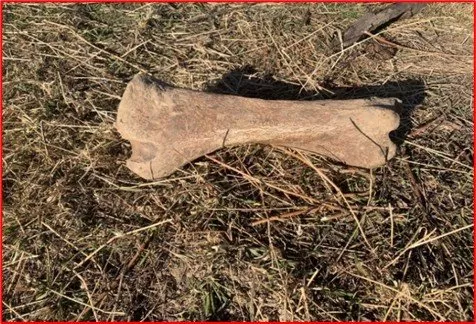 Археологийн үнэт олдворыг олж, бүртгүүлэлгүй хадгалж байсан этгээдийг илрүүлжээ