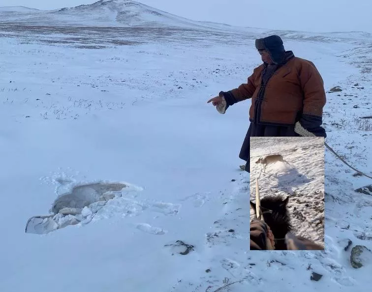 Цагаар зээрийг агнах биш аврах гэж бугуйлдсан байжээ