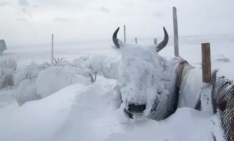 Зудын улмаас малгүй болсон өрхийг малжуулах арга хэмжээ авна