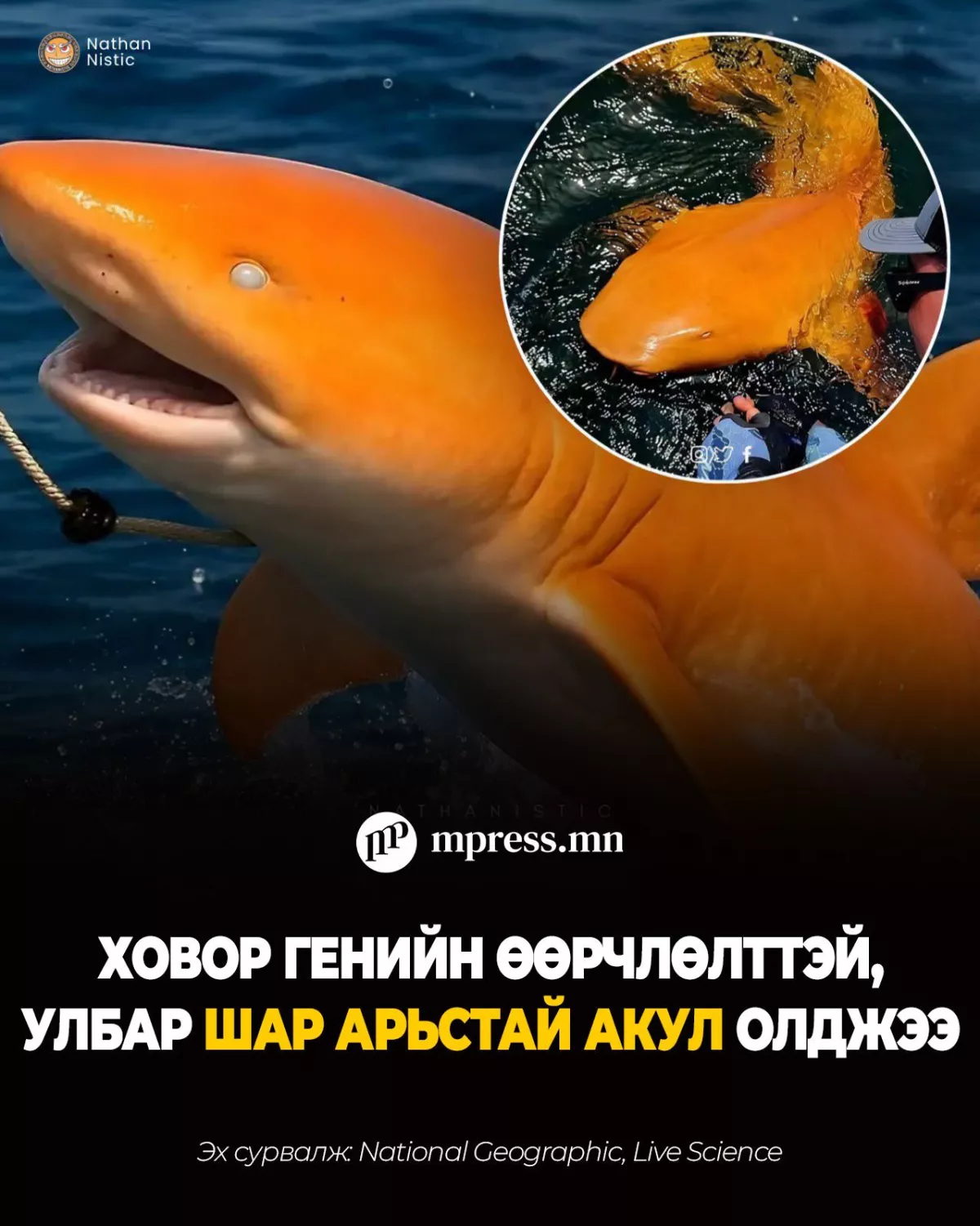 Ховор генийн өөрчлөлттэй, тод улбар шар арьстай аварга акул илэрчээ