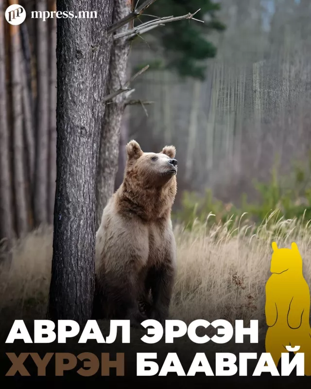 Байгаль орчны яам баавгайгаа хамгаалъя