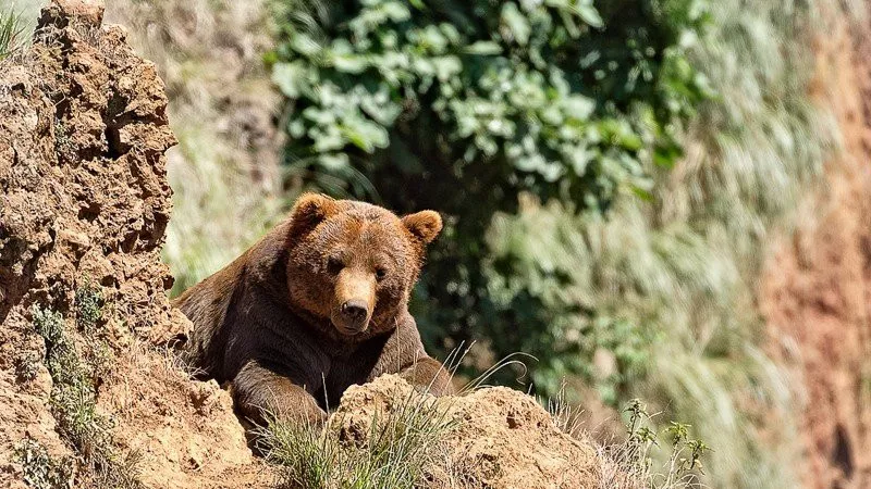 Нийслэлд орж ирсэн баавгайг эрэн хайж байна