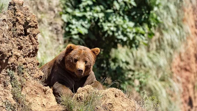 Нийслэлд орж ирсэн баавгайг эрэн хайж байна