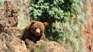 Нийслэлд орж ирсэн баавгайг эрэн хайж байна