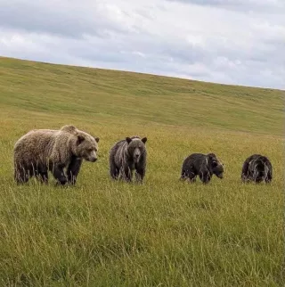 Увс аймагт баавгай агнах зөвшөөрөл хүсжээ
