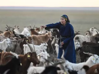 AFP: Монголын малчид уур амьсгалын өөрчлөлтөд технологи ашиглаж эхэлжээ
