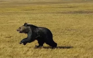 Улиастай орчимд баавгай хүний аминд хүрлээ