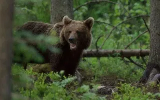 Ойн бүсэд аялж зугаалах, мод бэлтгэх, жимс түүх, зорчих хөдөлгөөнийг зогсоолоо