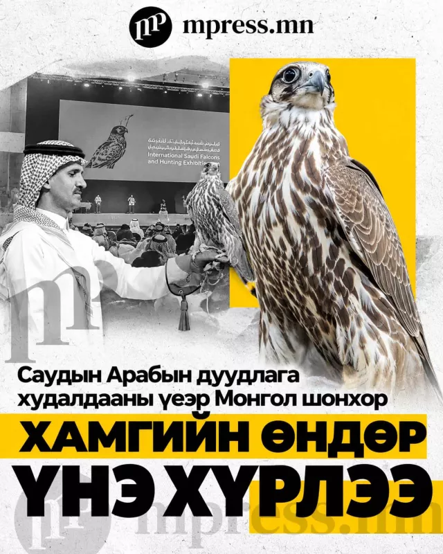 Монголоос авч ирсэн шонхор Саудын Арабд 373 мянган доллараар зарагдлаа