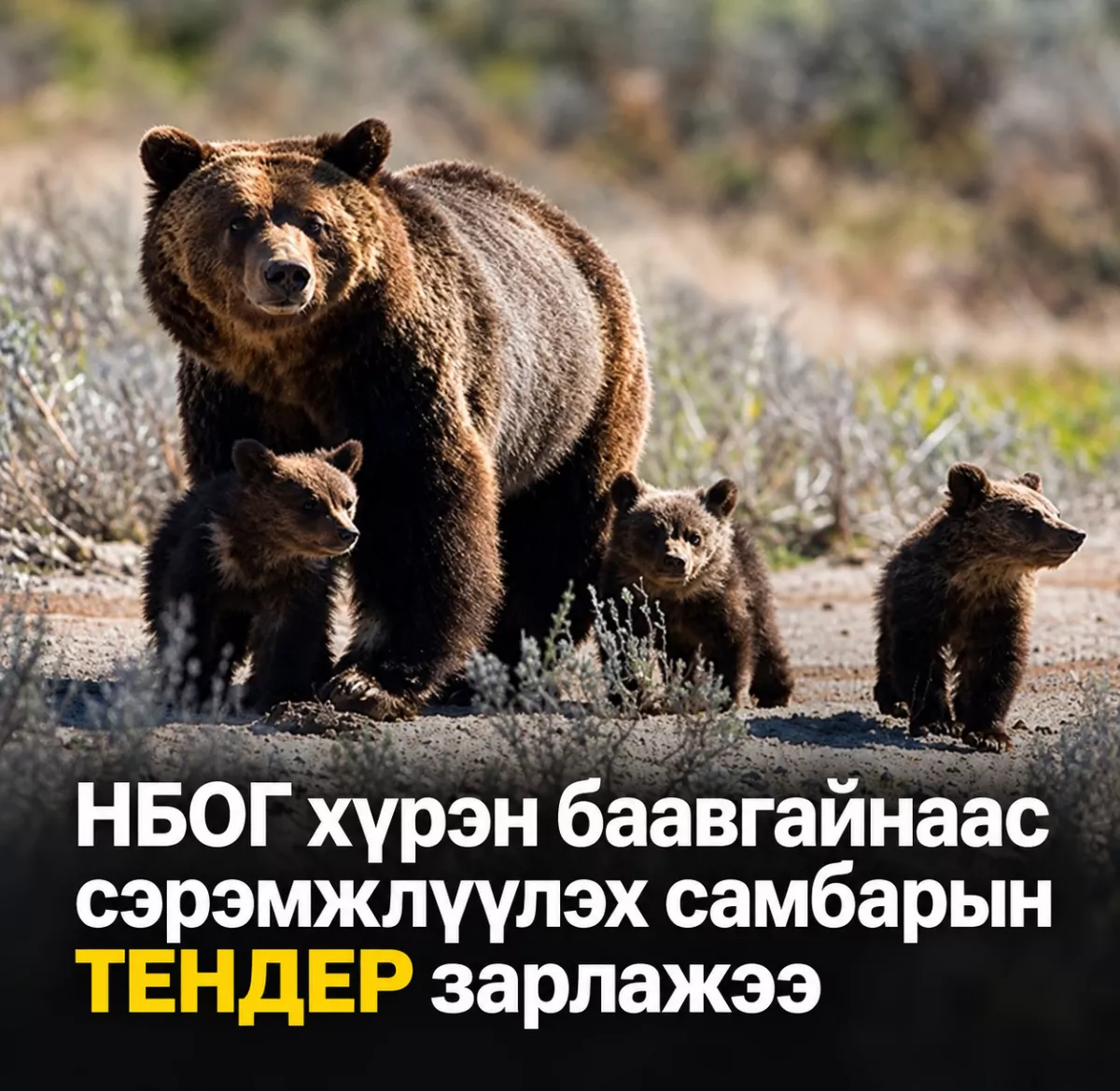 НБОГ хүрэн баавгайнаас сэрэмжлүүлэх самбарын ТЕНДЕР зарлалаа