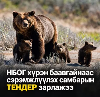 НБОГ хүрэн баавгайнаас сэрэмжлүүлэх самбарын ТЕНДЕР зарлалаа