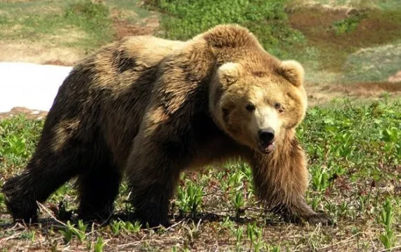Нийслэлд БААВГАЙ үзэгдсэн дуудлага мэдээлэл 5 бүртгэгджээ