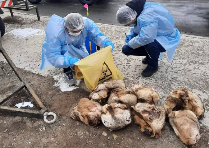 Товчоогоор тарвага нэвтрүүлэх гэсэн 16 удаагийн зөрчил бүртгэгджээ