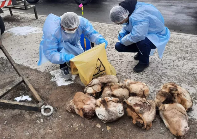 Товчоогоор тарвага нэвтрүүлэх гэсэн 16 удаагийн зөрчил бүртгэгджээ
