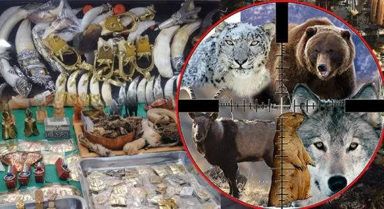 Тарваган тахлаас урьдчилан сэргийлэх үзлэг явагдаж байна
