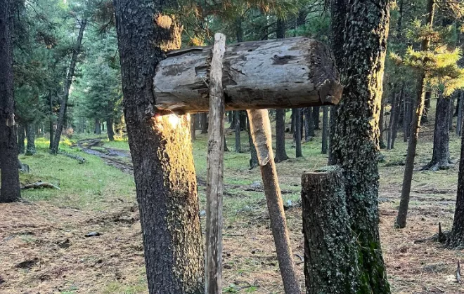 Богдхан ууланд зөвшөөрөлгүй самар түүж байсан 200 гаруй иргэнийг буулгажээ