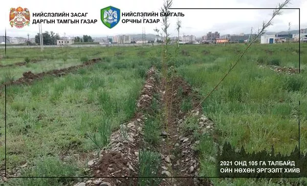 Нийслэлийн хэмжээнд 105 га талбайд ойг нөхөн сэргээх ажил хийжээ