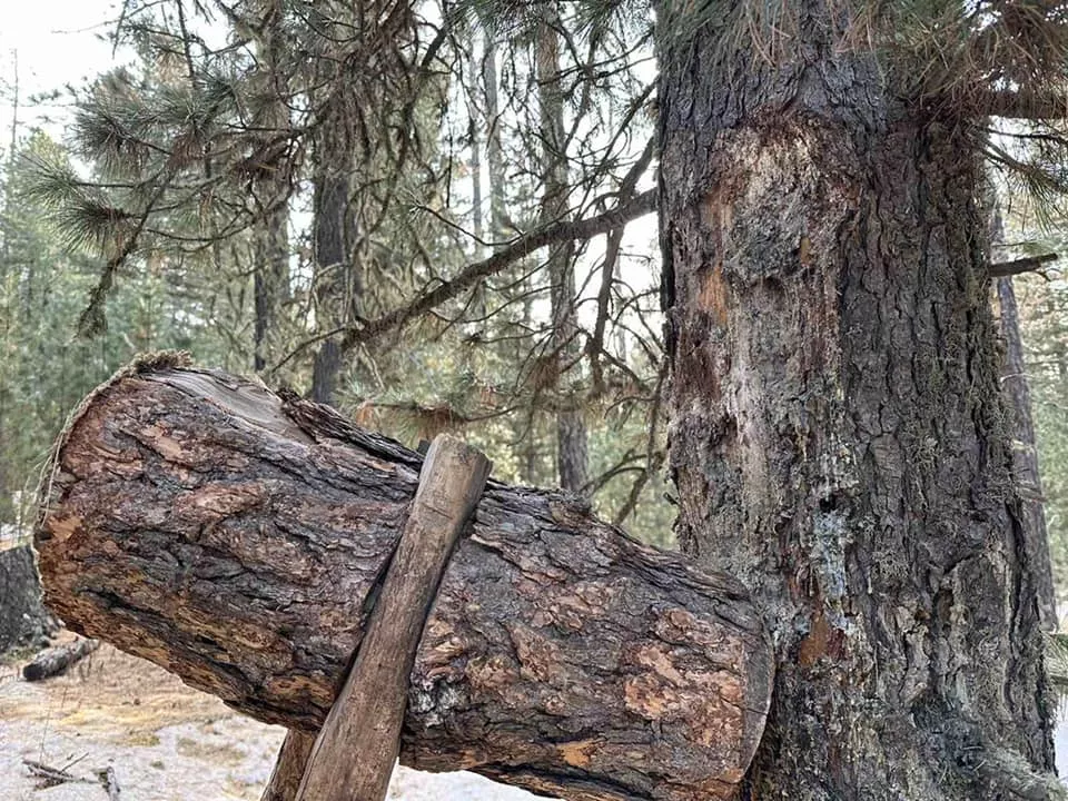 Самар түүж бэлтгэхэд тавих хяналтыг эрчимжүүлж байна
