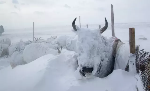 Ховд аймагт 2000 гаруй мал хорогджээ